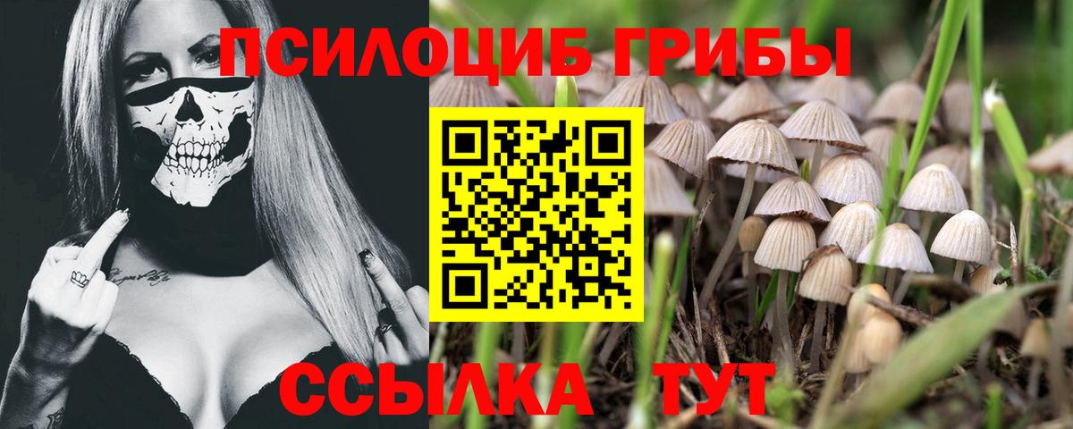 Псилоцибиновые грибы Psilocybe Малгобек